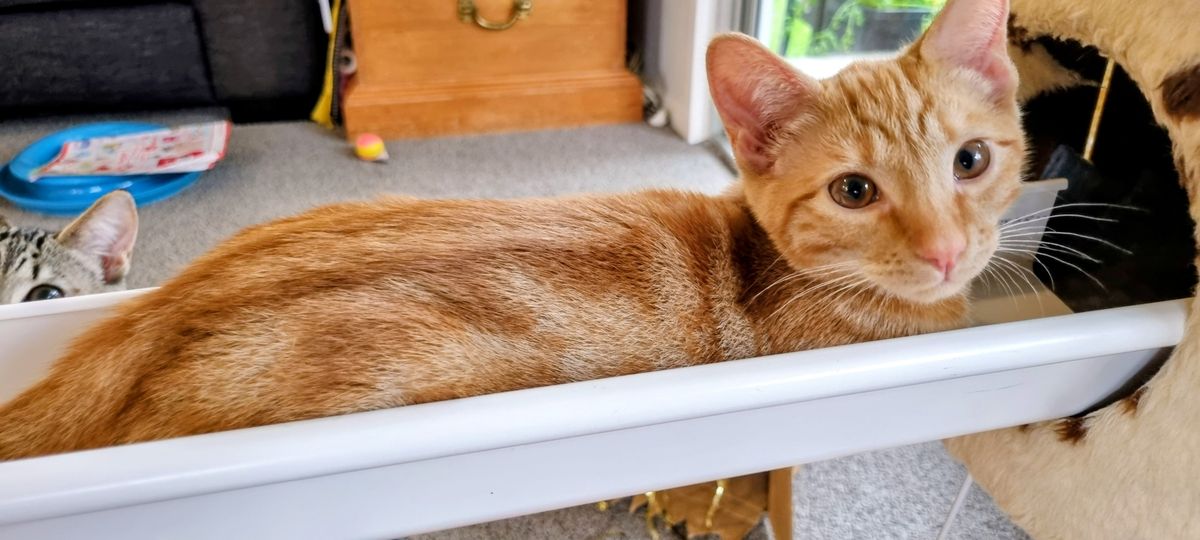 Gallery image: Chimken