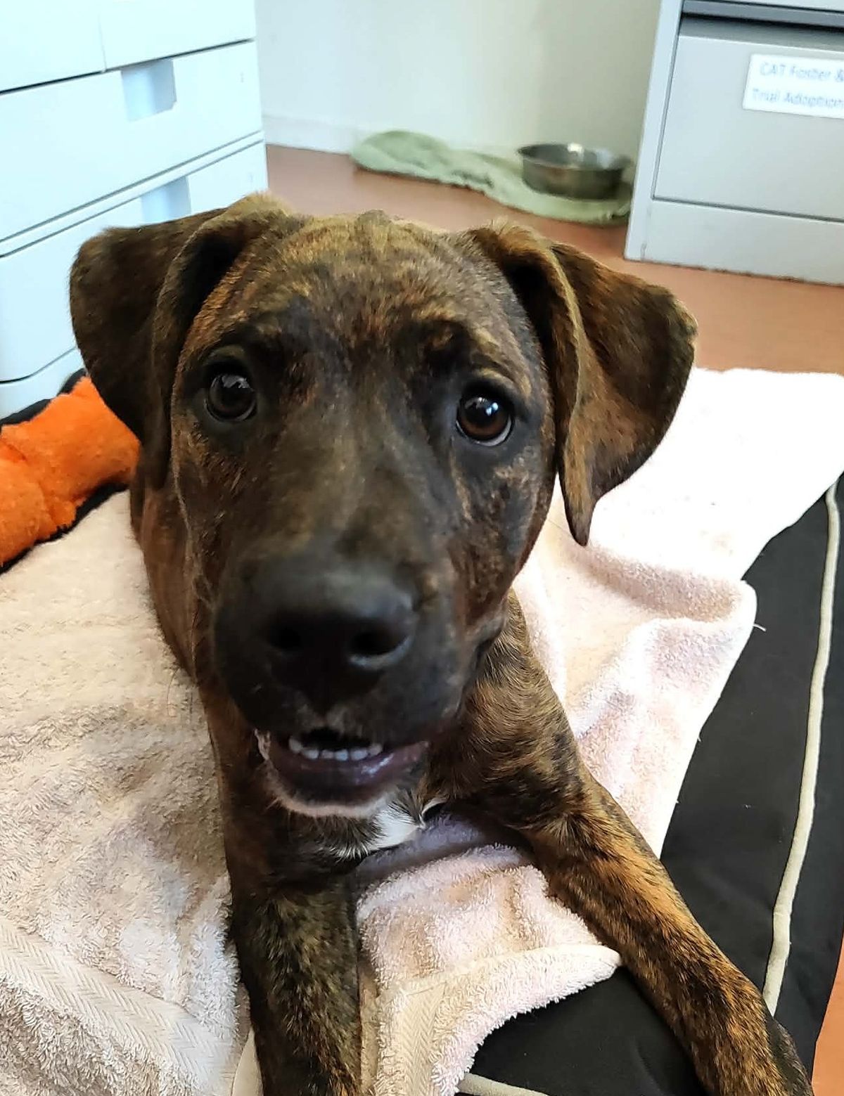 Gallery image: Starlet