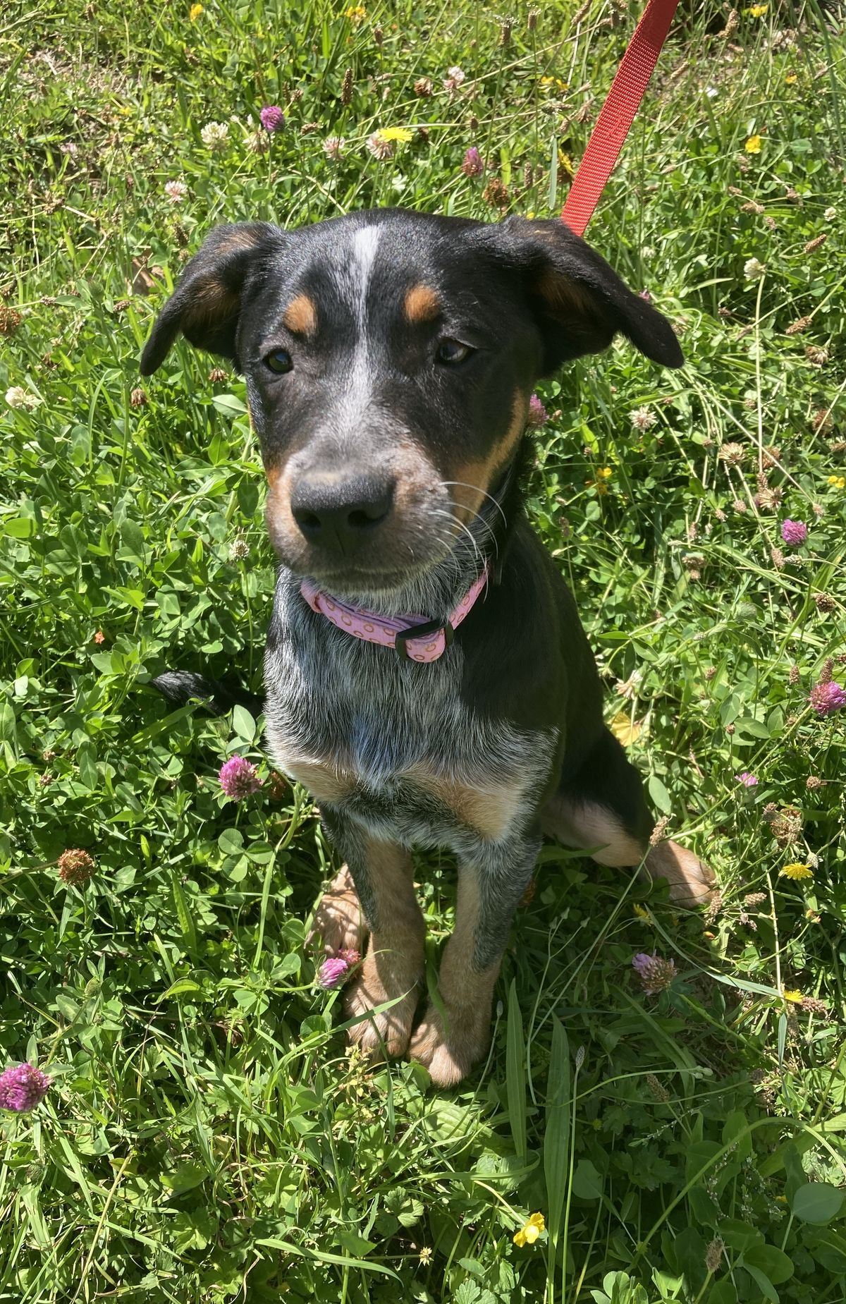 Gallery image: Toowoomba