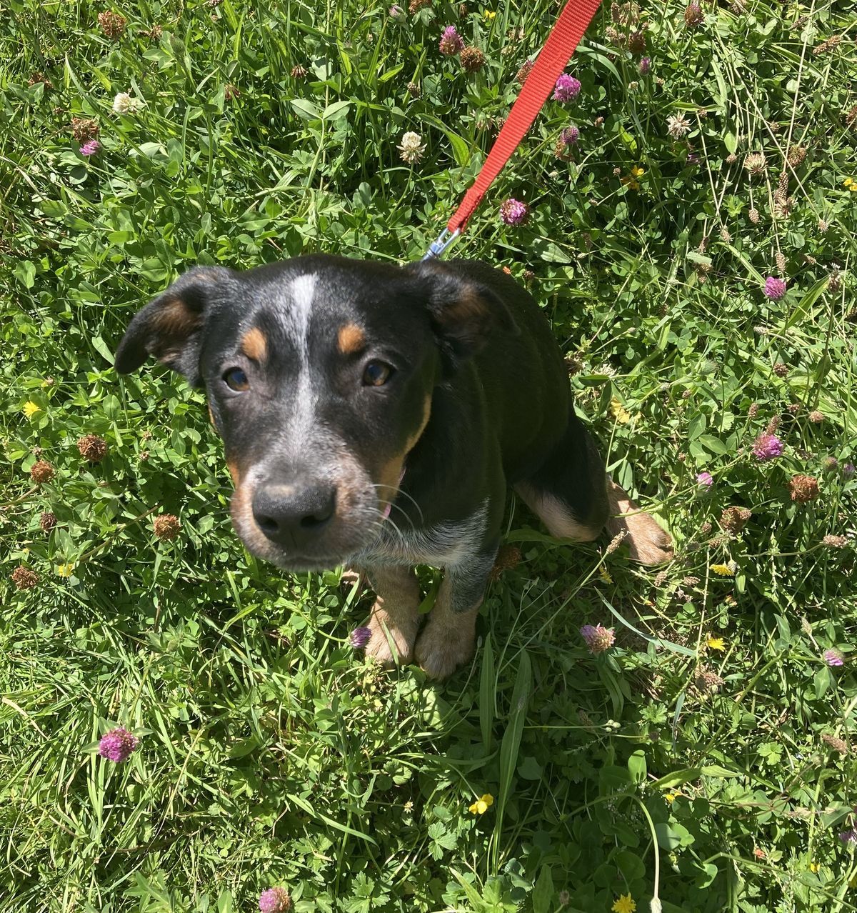 Gallery image: Toowoomba