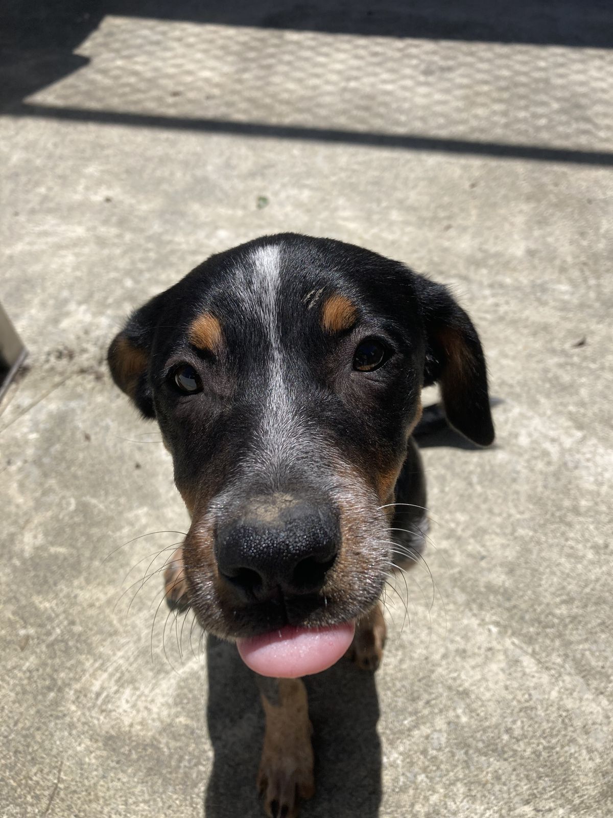 Gallery image: Toowoomba