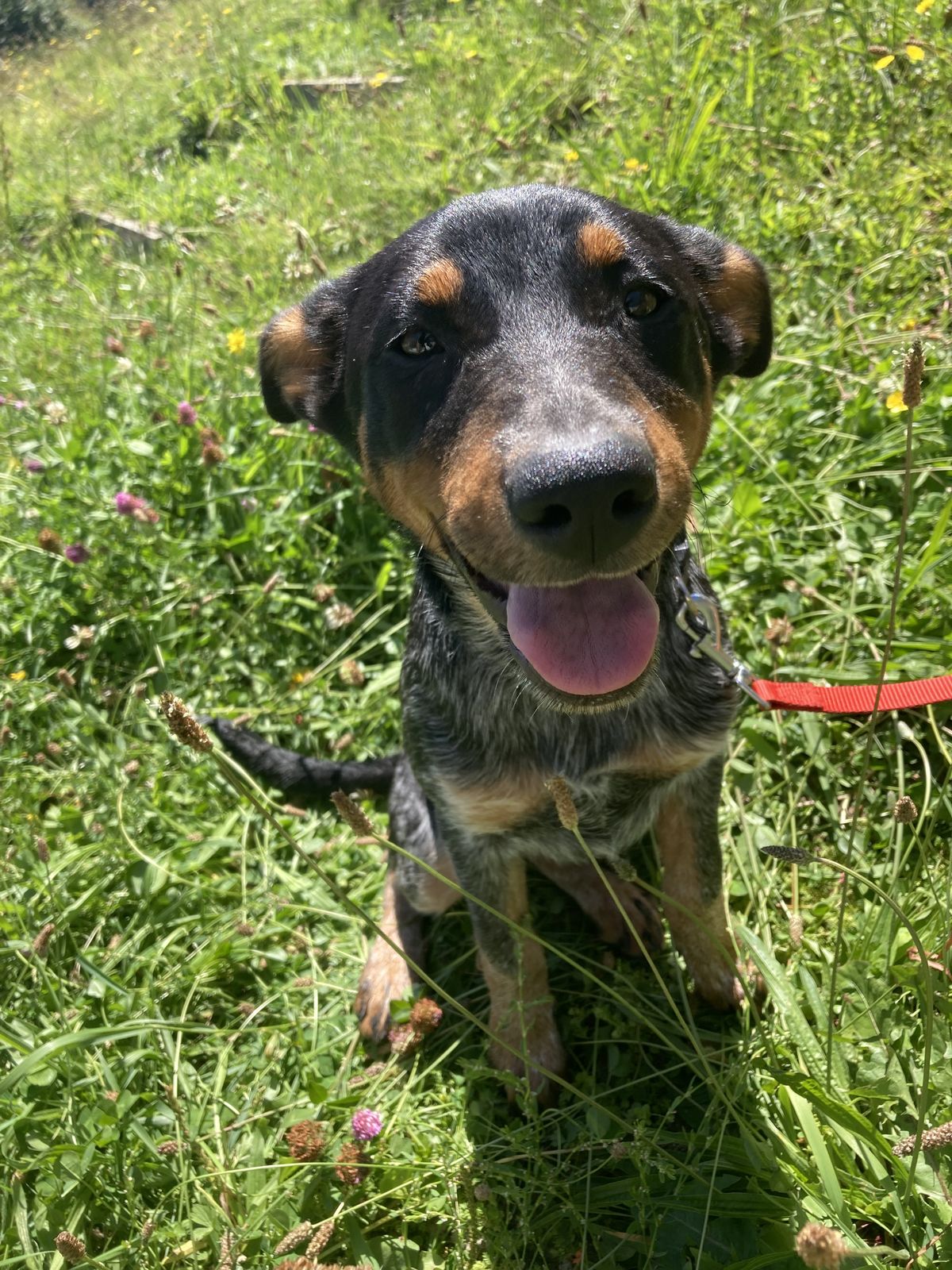 Gallery image: Bindi