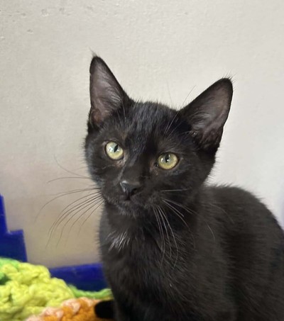 Bernie - Domestic Short Hair