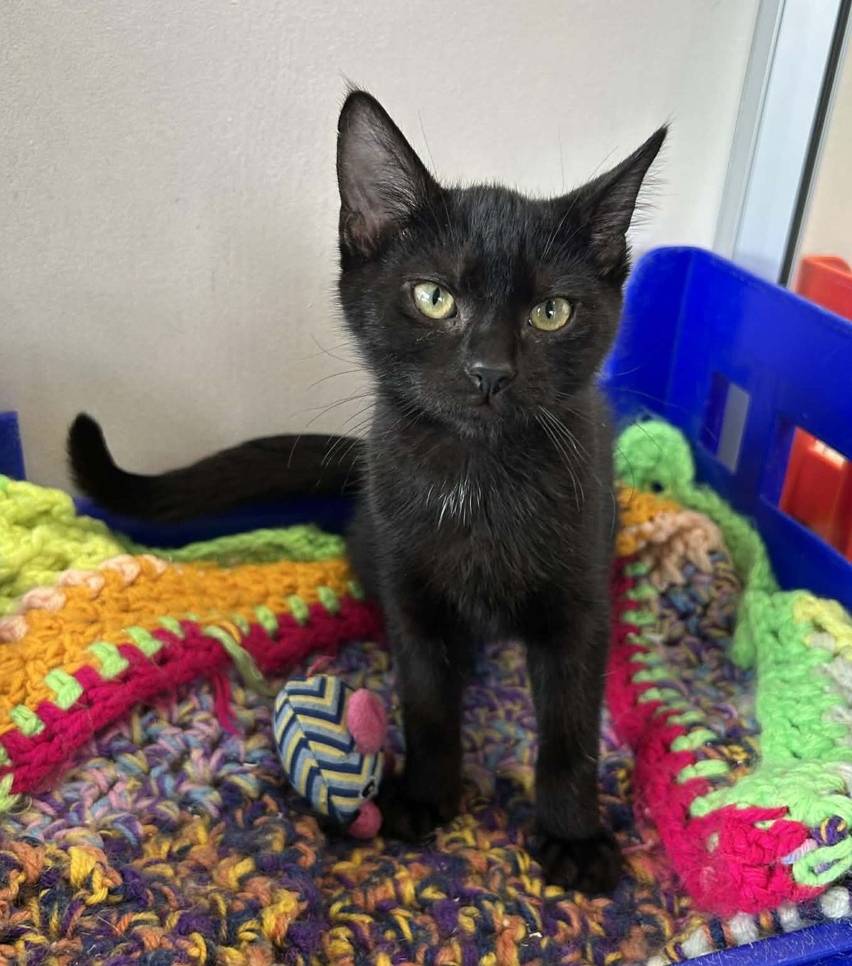 Gallery image: Bernie