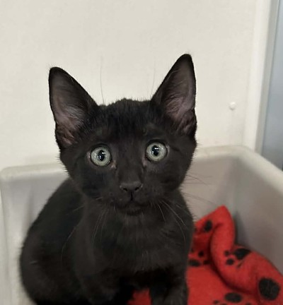 Nigel - Domestic Short Hair