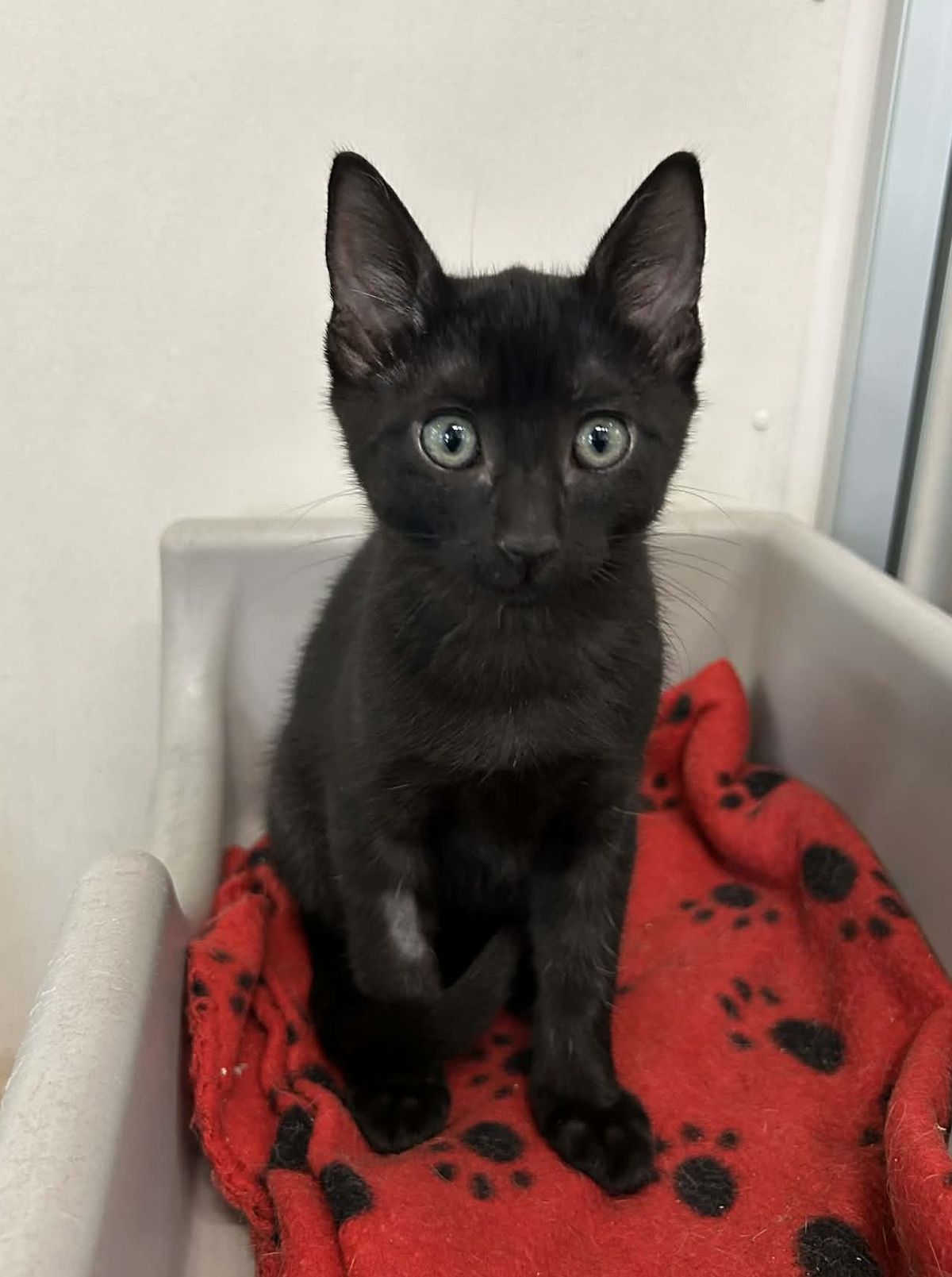 Gallery image: Nigel