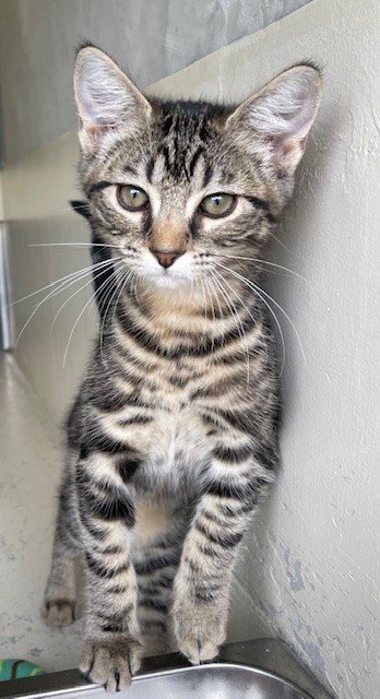 Toffee - Domestic Short Hair