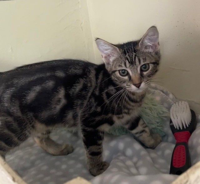 Gallery image: Toffee