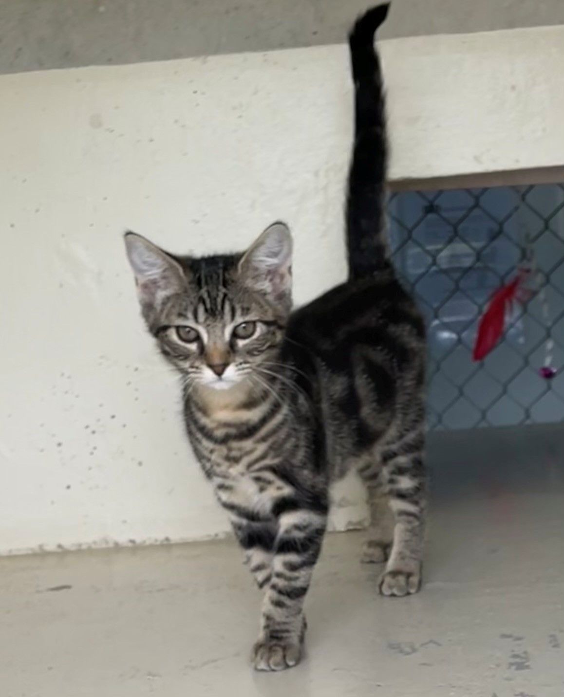 Gallery image: Toffee