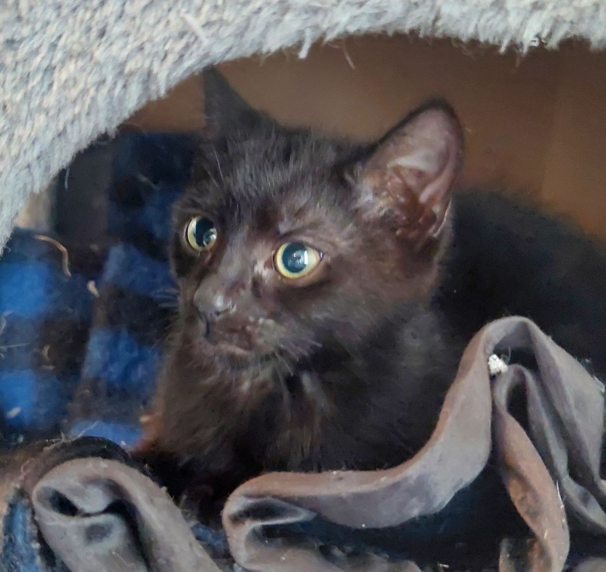 Gallery image: Badger