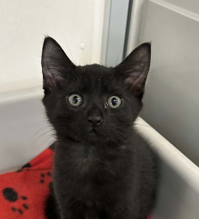 Trevor - Domestic Short Hair