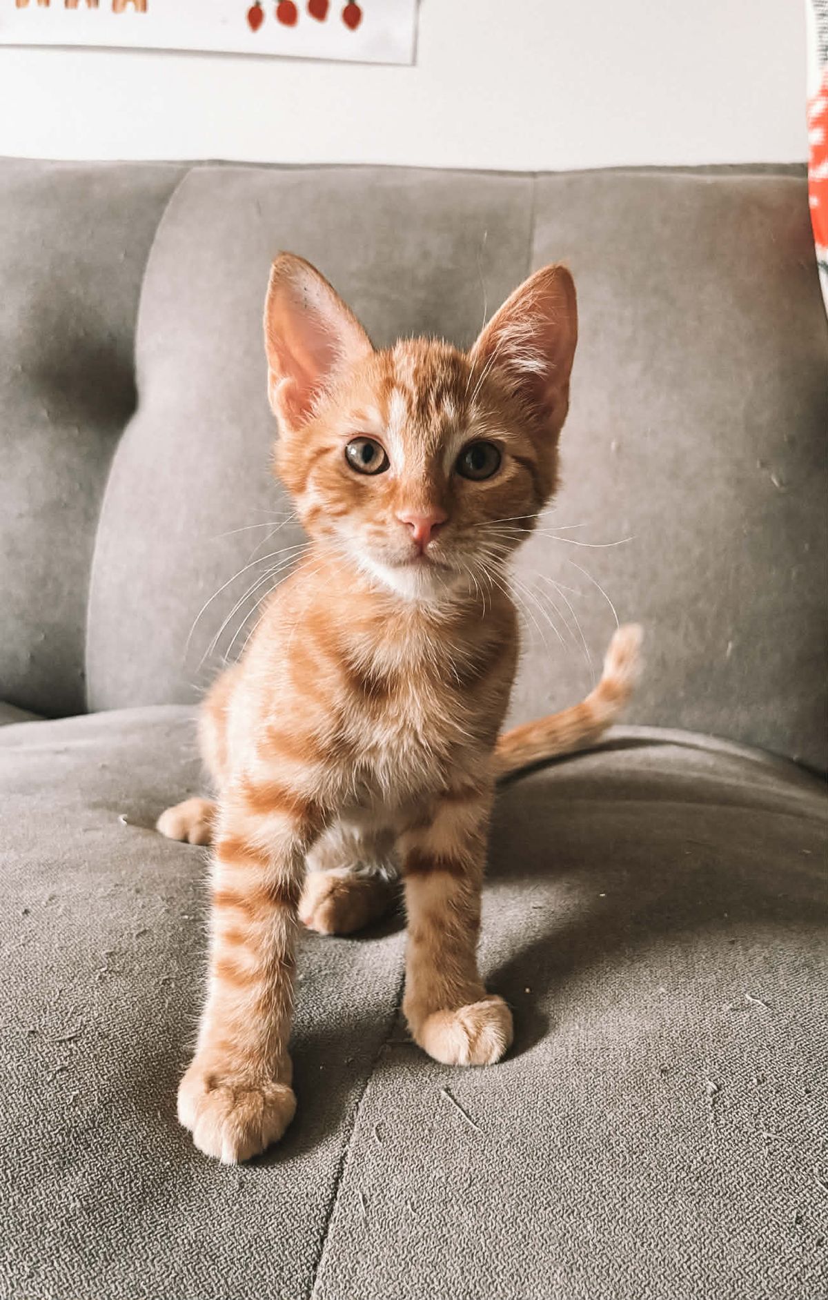 Gallery image: Chippy