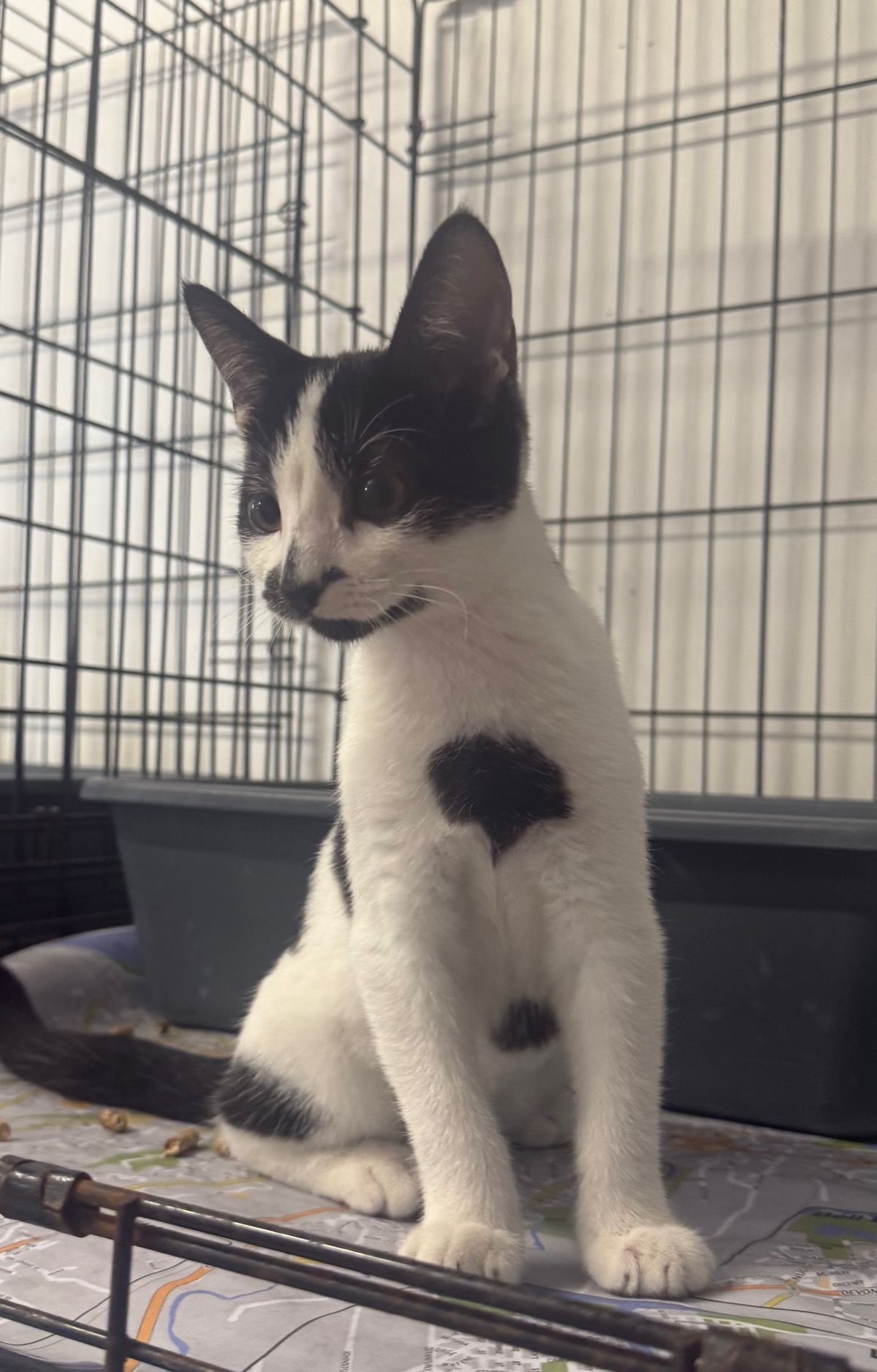 Gallery image: Treacle Dot