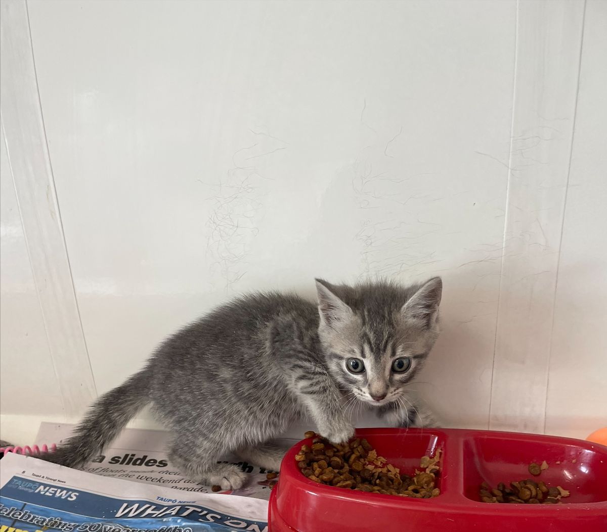 Gallery image: Jelly