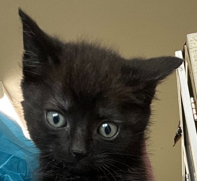 Truffle  - Domestic Short Hair