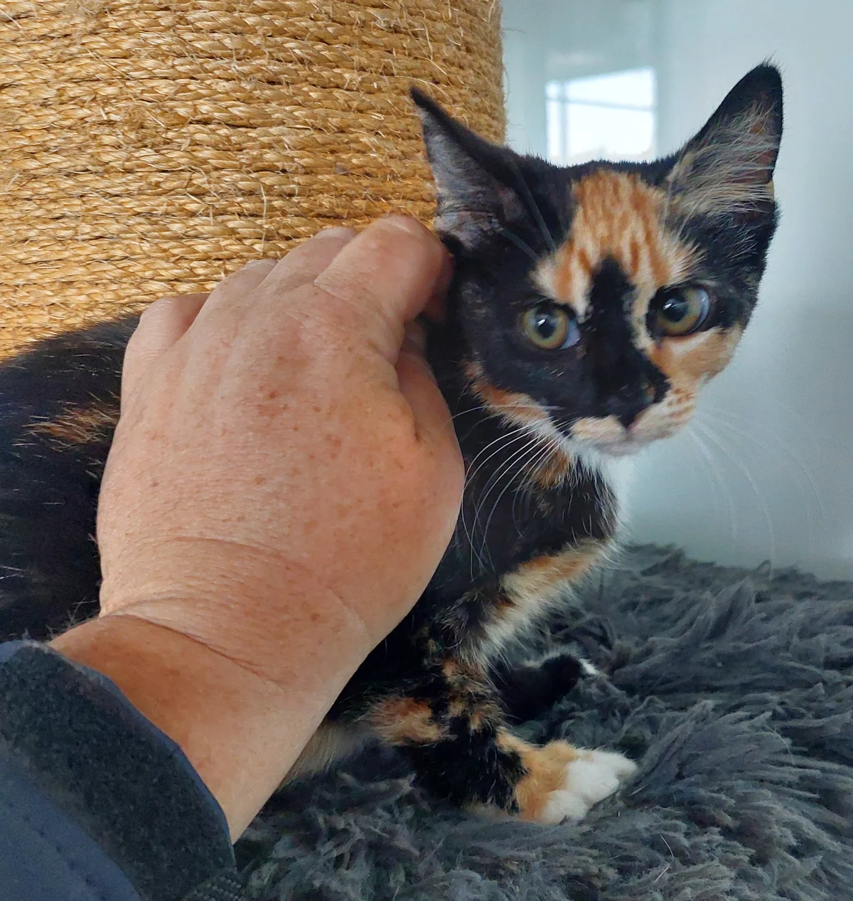 Gallery image: Ember