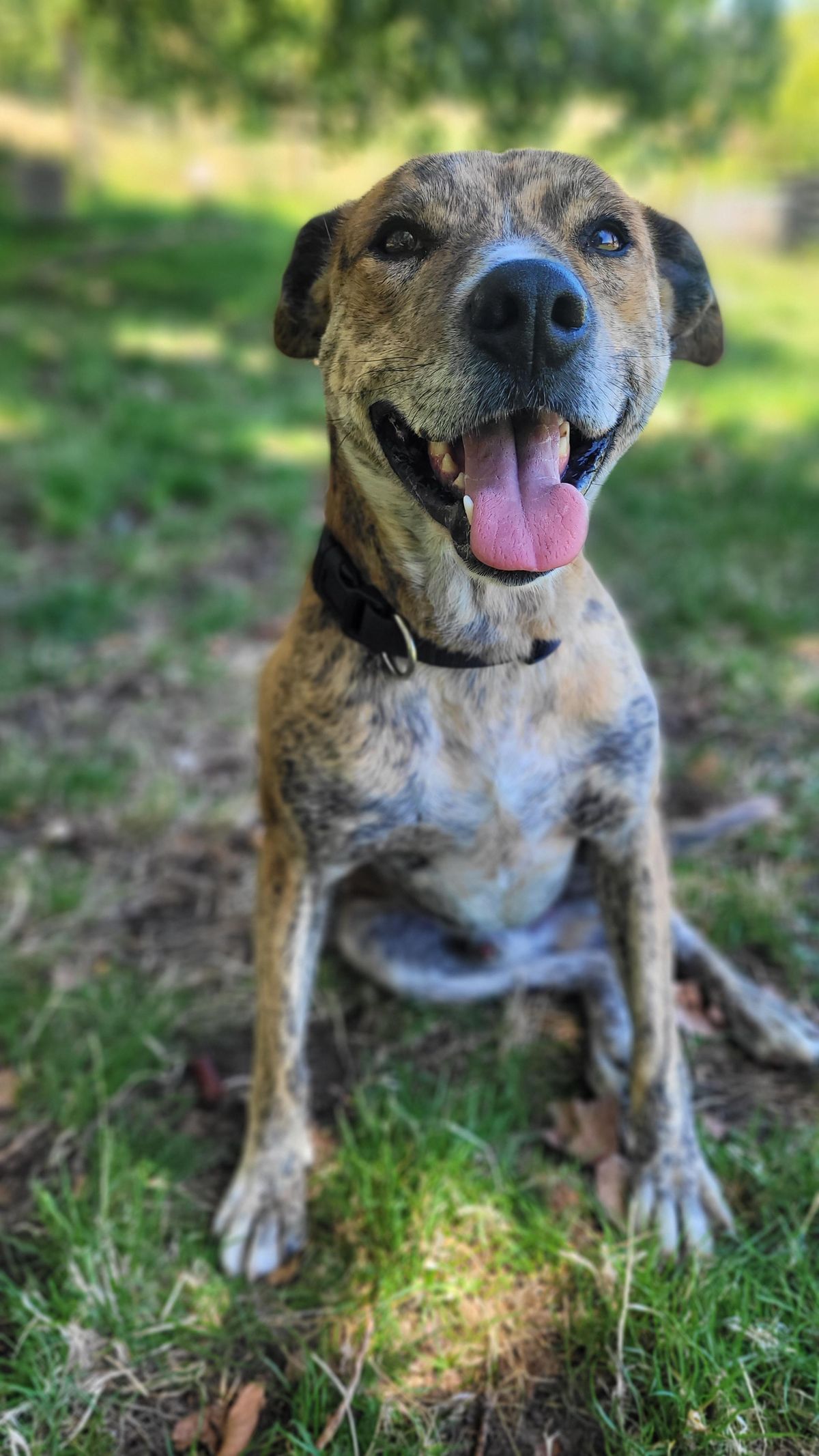 Gallery image: Geezza