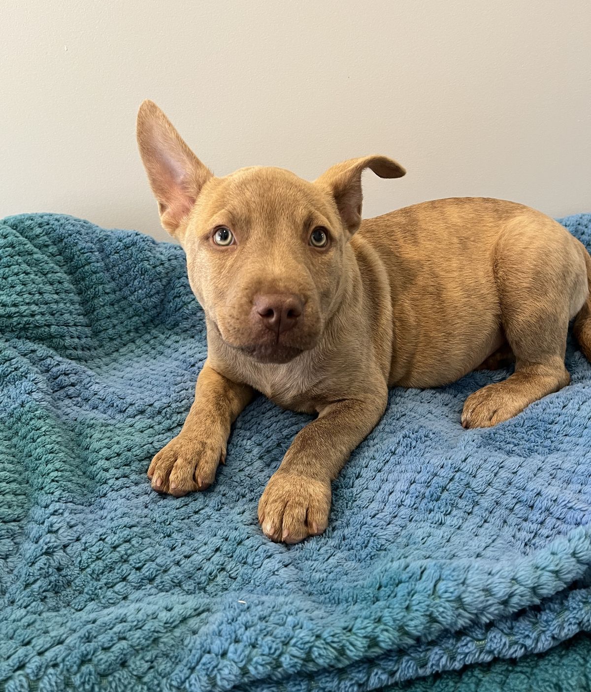 Gallery image: Lilly