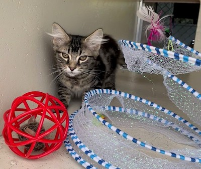 Kane - Domestic Medium Hair