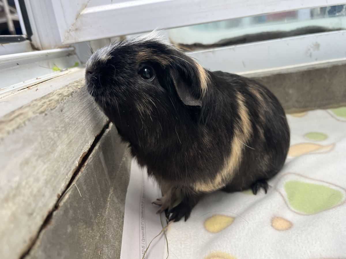 Gallery image: Spice