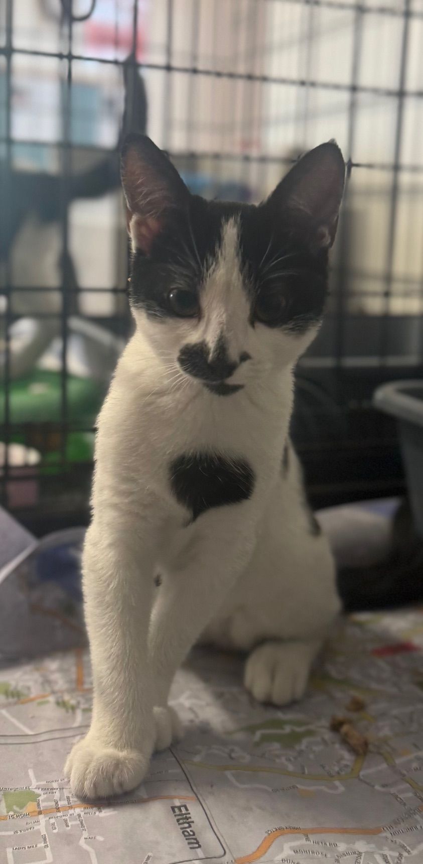 Gallery image: Treacle Dot