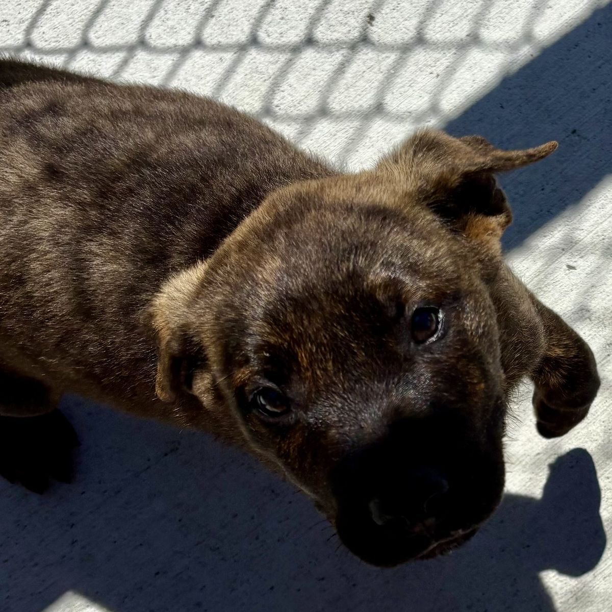 Gallery image: Manny