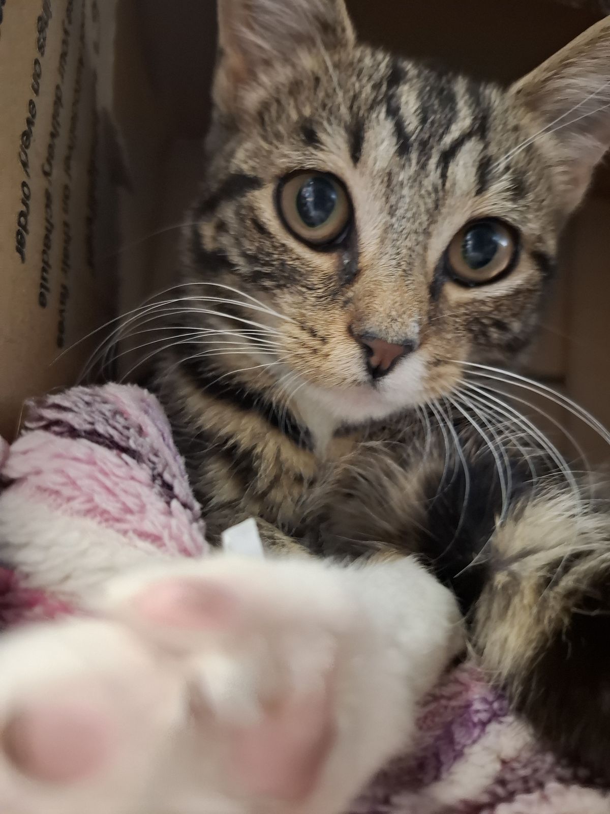 Gallery image: Willow