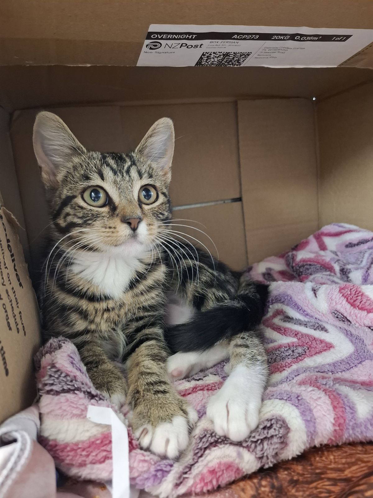 Gallery image: Willow