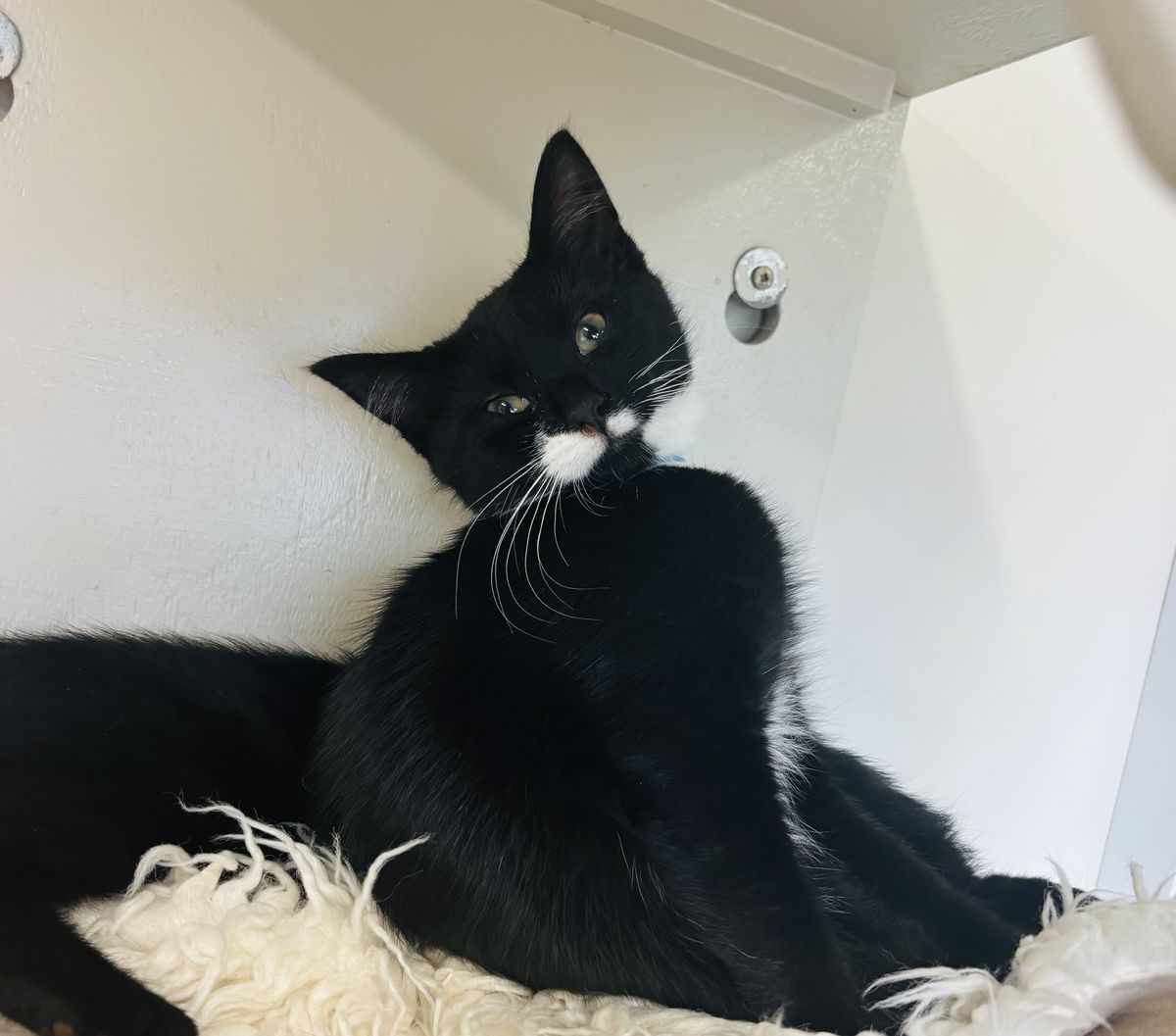 Gallery image: McNugget