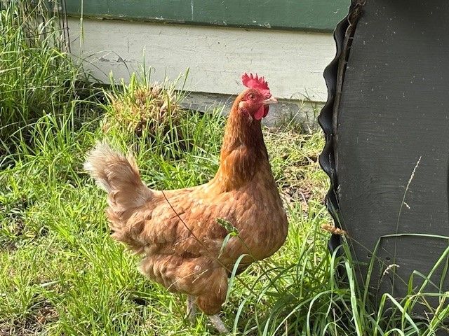 Gallery image: Princess Laya