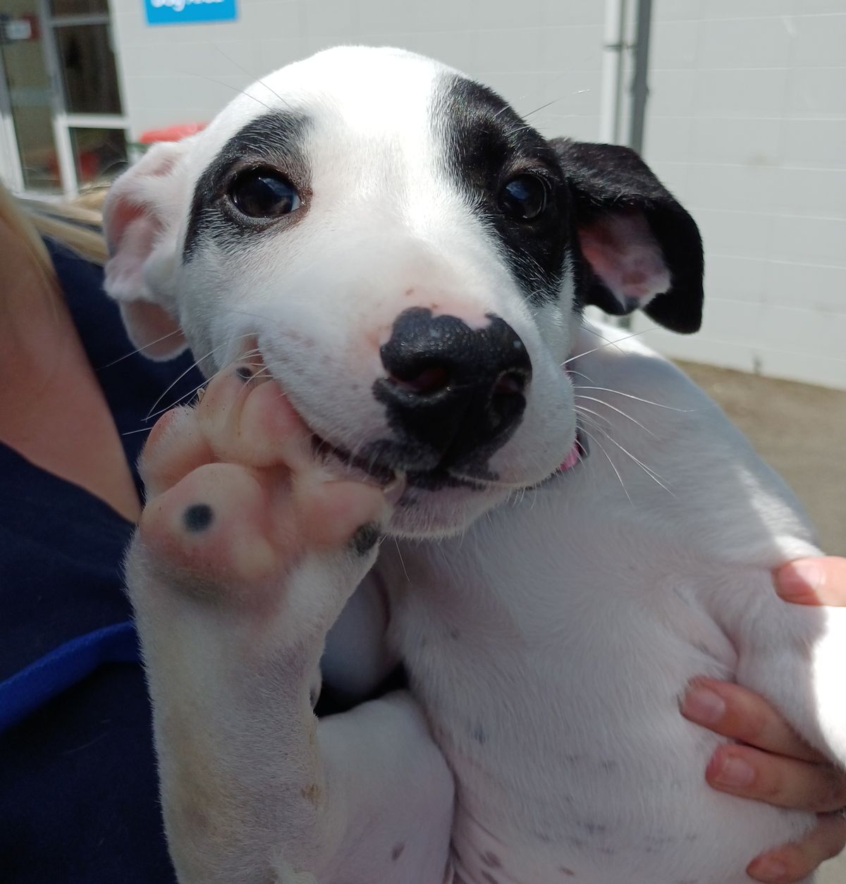 Gallery image: Jasper