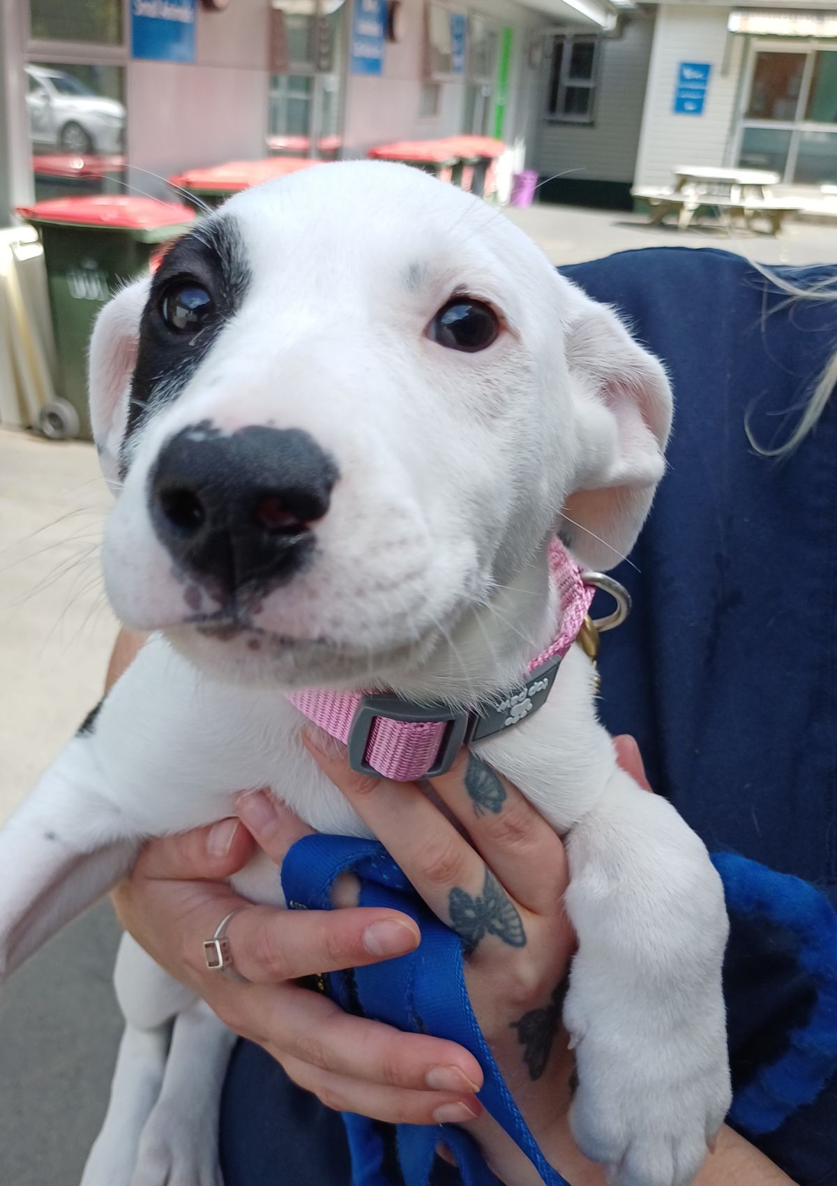 Gallery image: Emmett