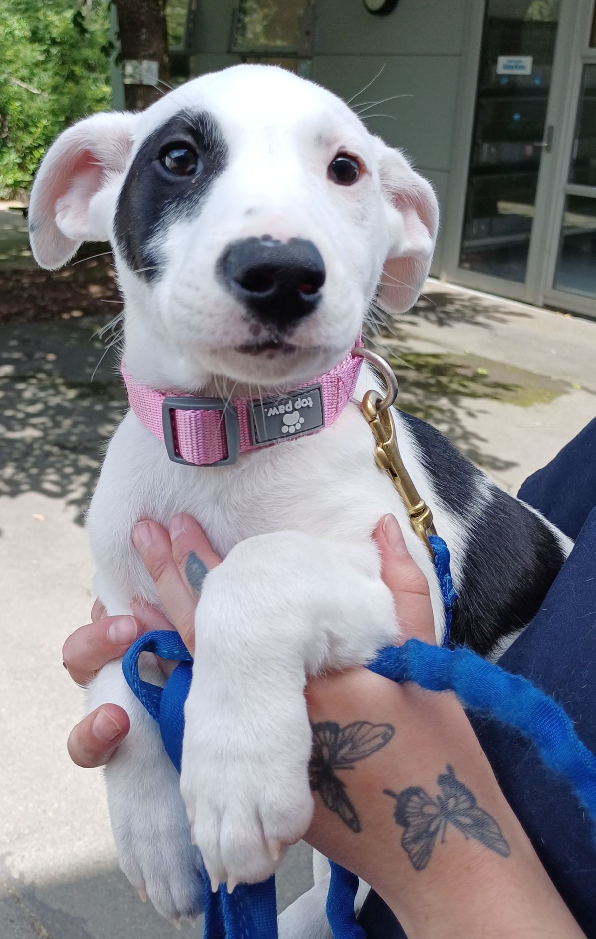 Gallery image: Emmett