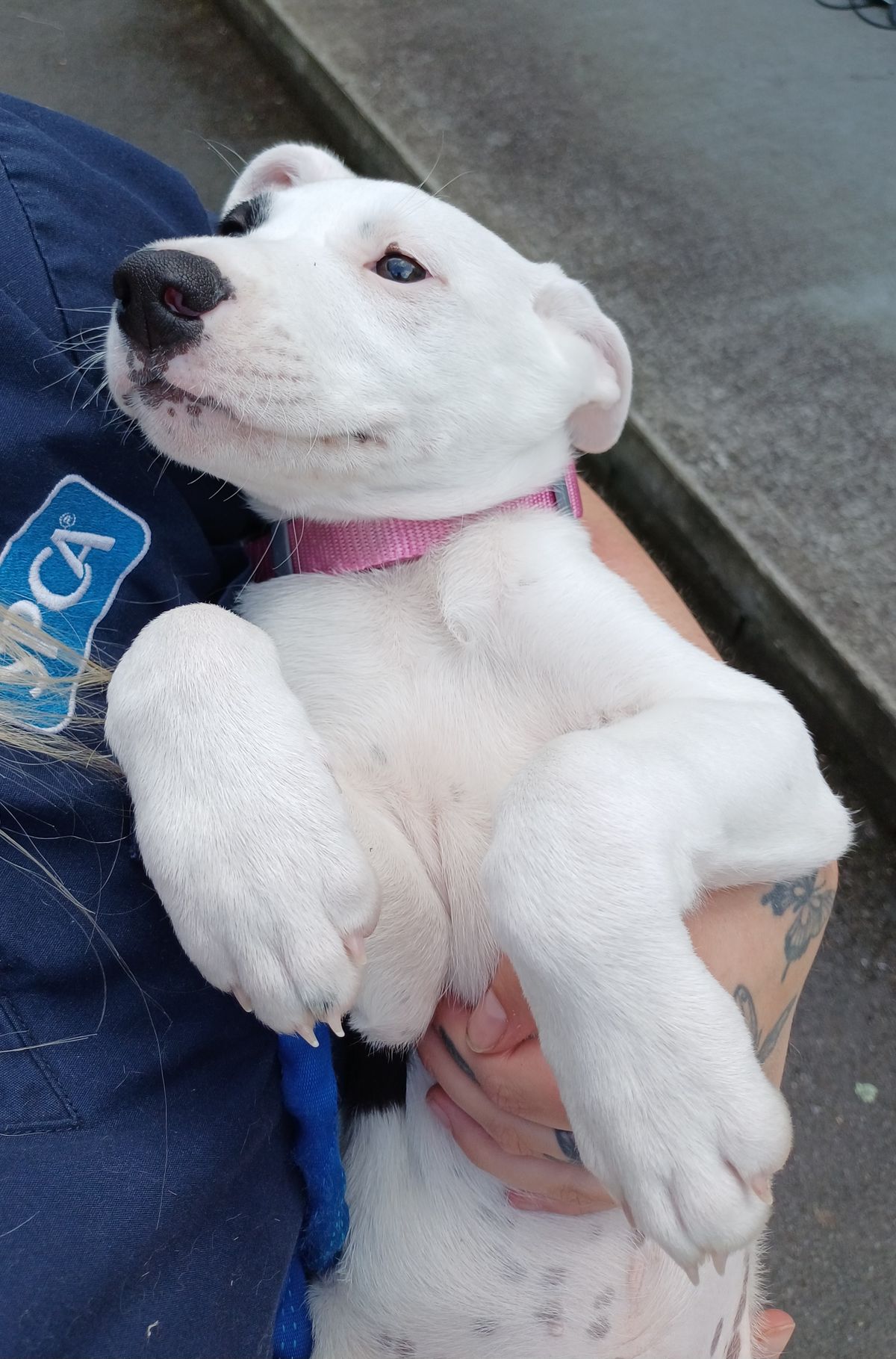 Gallery image: Emmett