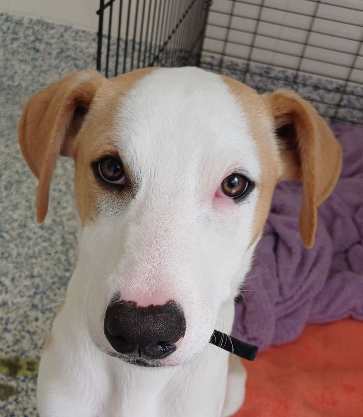 Gallery image: Leprechaun 