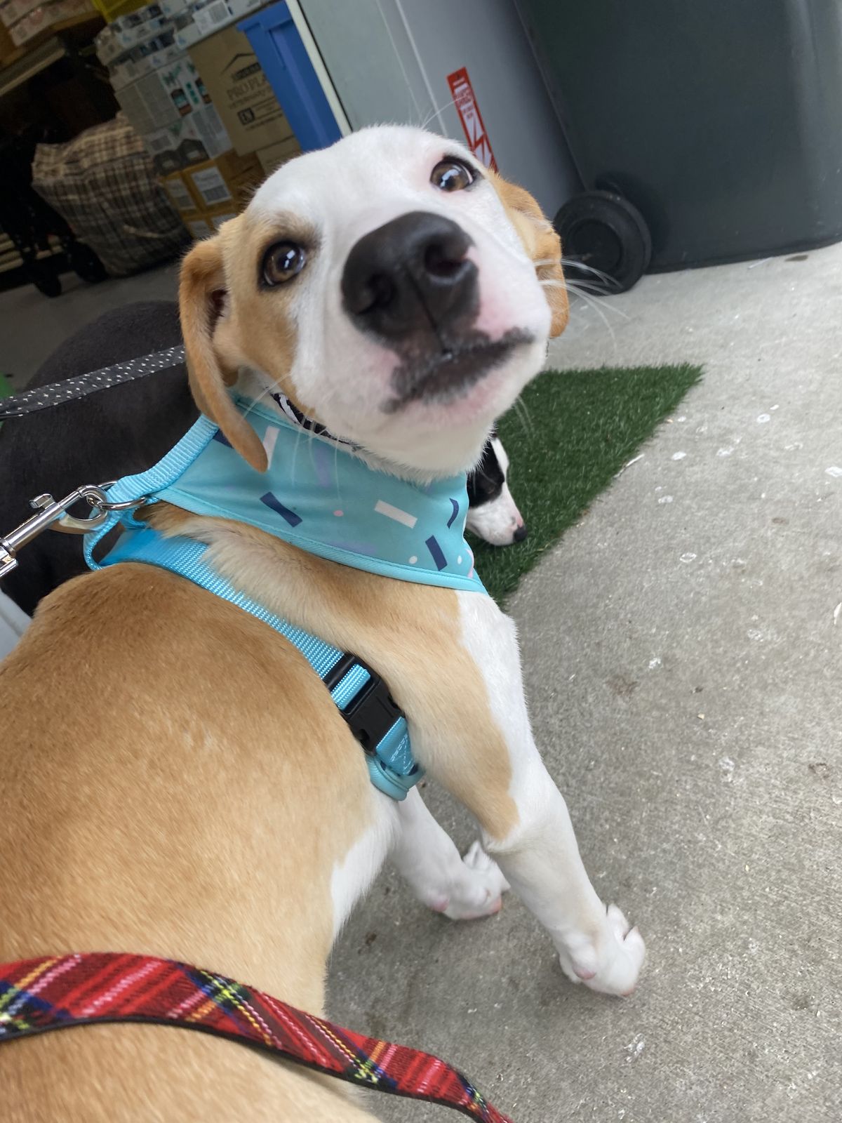 Gallery image: Leprechaun 