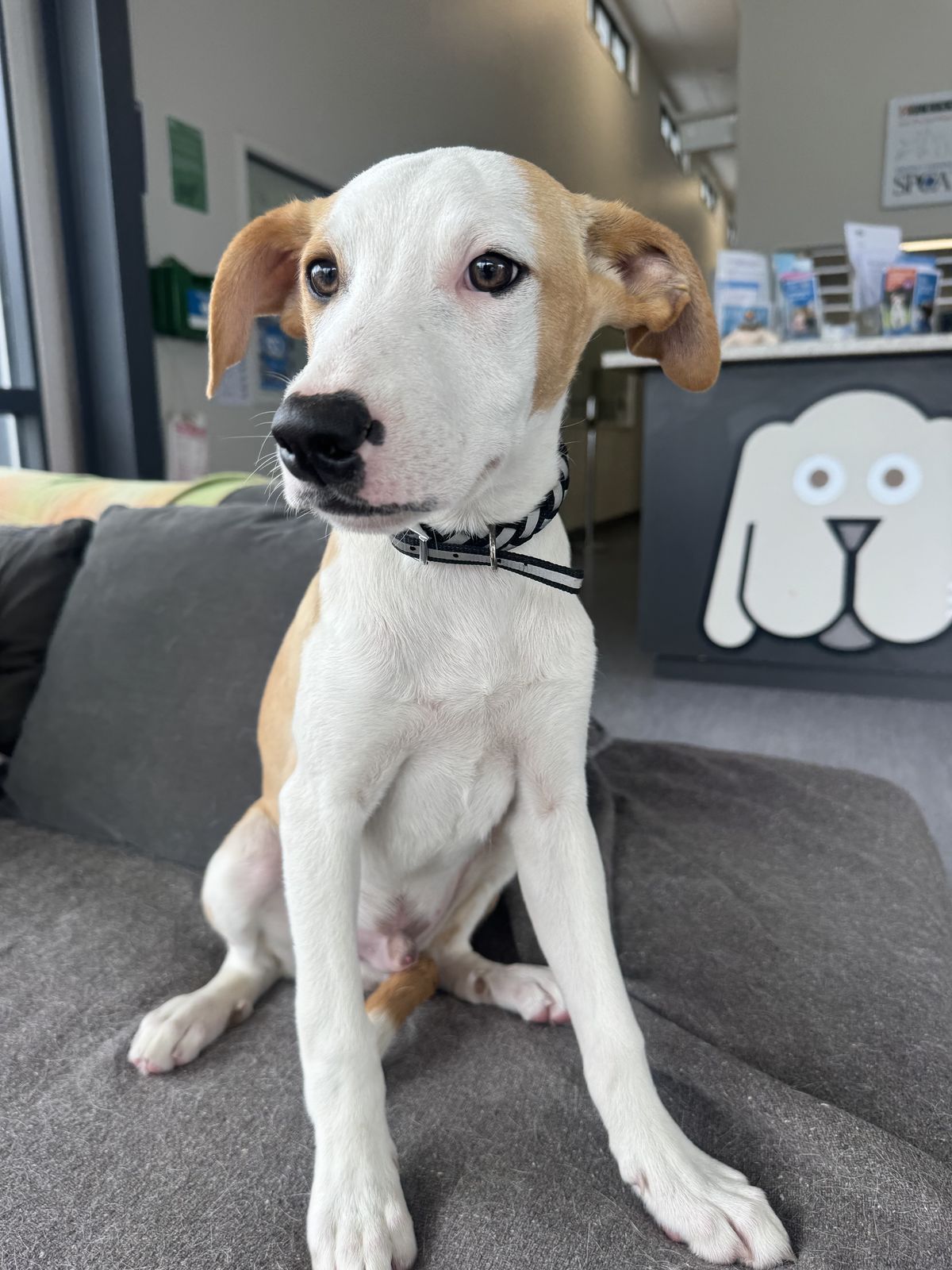 Gallery image: Leprechaun 