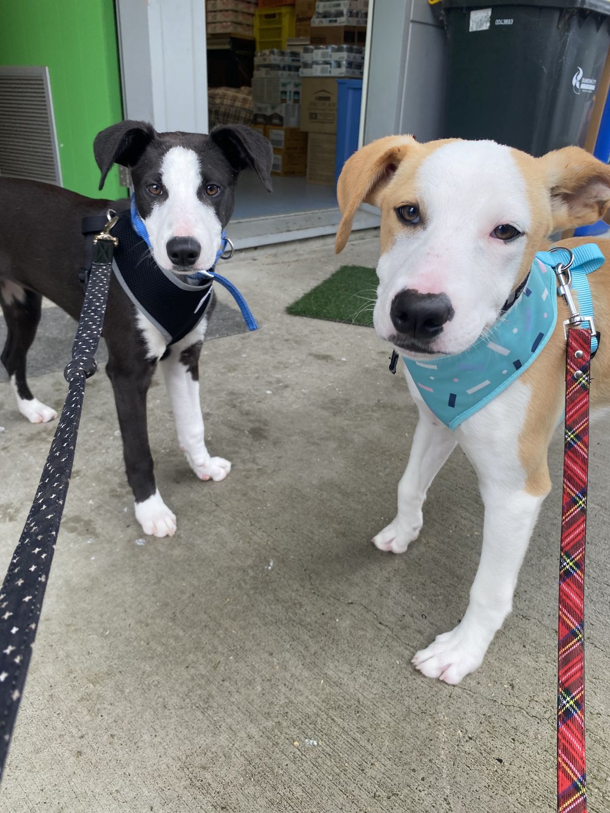 Gallery image: Unicorn