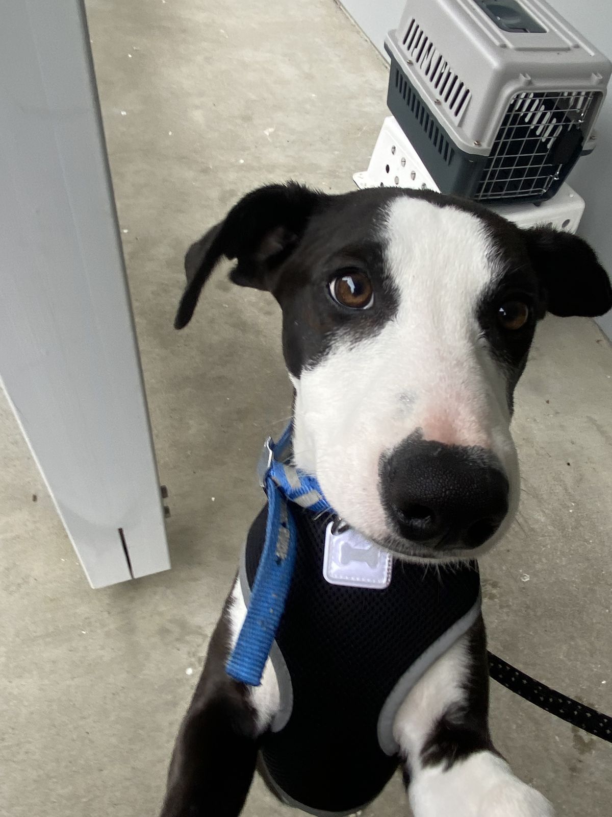 Gallery image: Unicorn