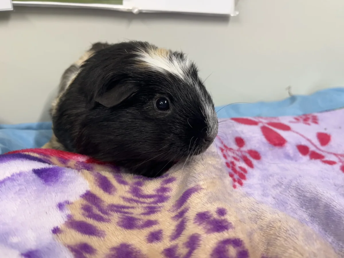 Gallery image: Spice