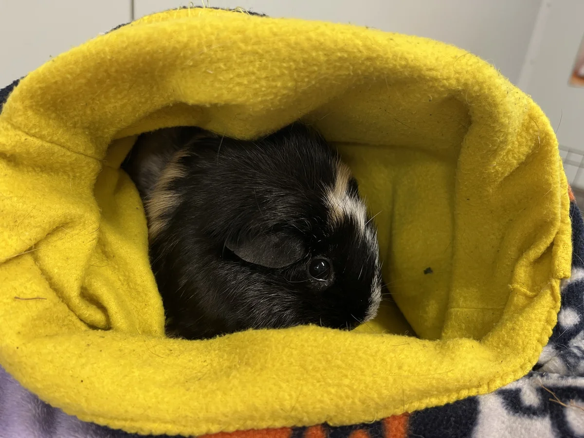 Gallery image: Spice