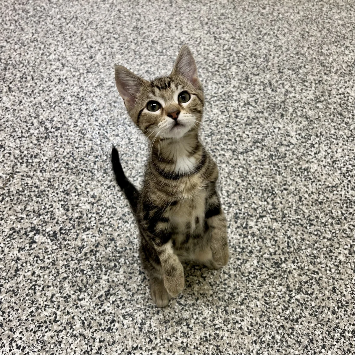 Gallery image: Lotto