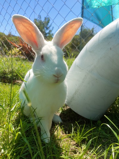 Dusty  - New Zealand