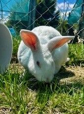 Gallery image: Dusty 