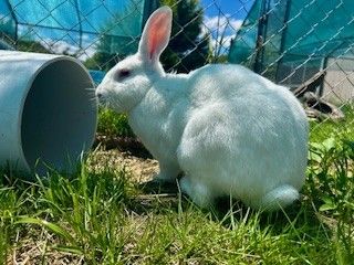 Gallery image: Dusty 