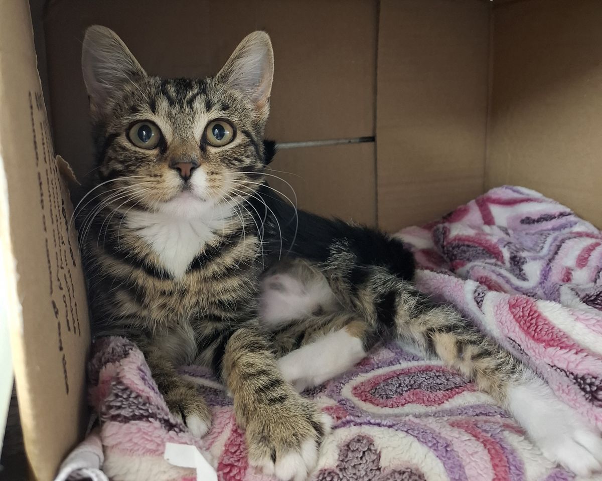 Gallery image: Willow