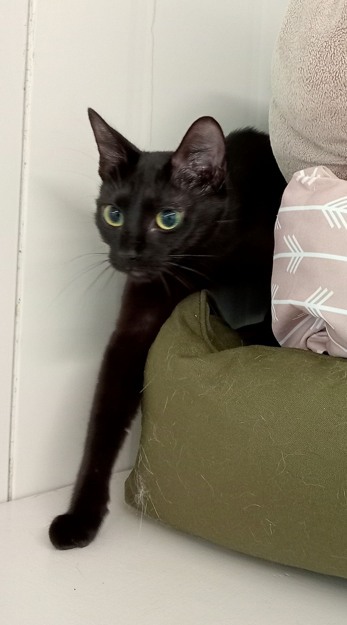 Gallery image: Mac-kerel