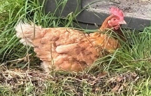 Gallery image: Princess Laya