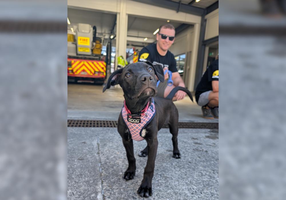 Firefighters and puppies: the regular meet-ups that are boosting mental health in Wellington 