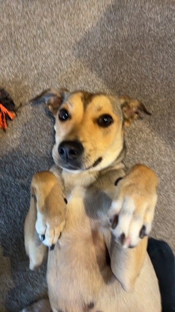 Gallery image: Sadie